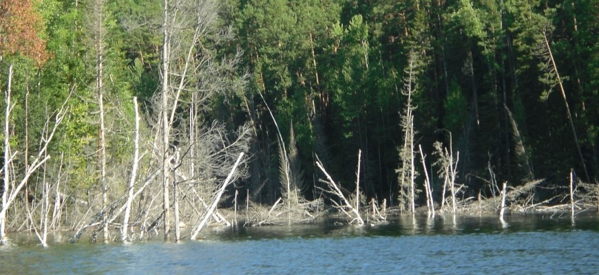 коряжник богучанского водохранилища