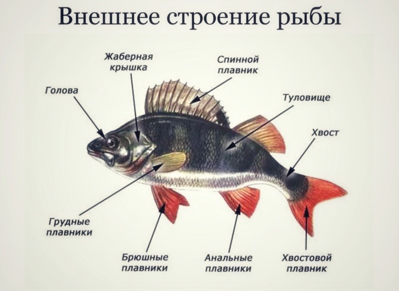 внешнее строение речного окуня