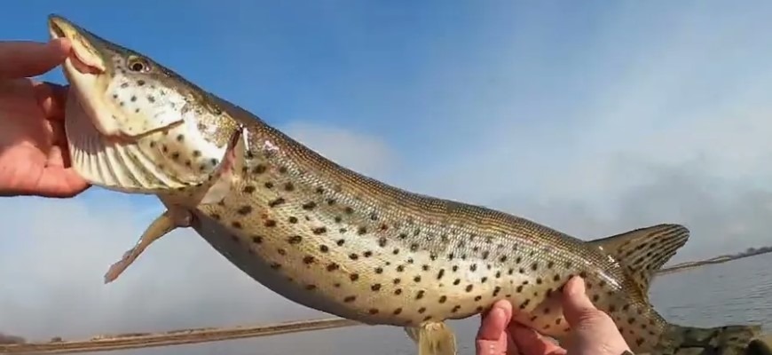 амурская леопардовая щука