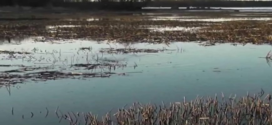 глубина на нерестилищах щуки часто невелика