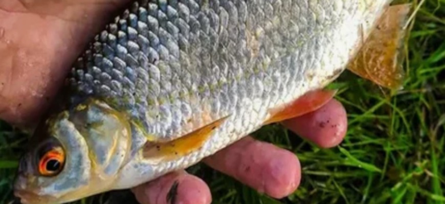 Ловля плотвы осенью на водохранилище
