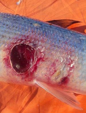 сибирская минога напала на пелядь