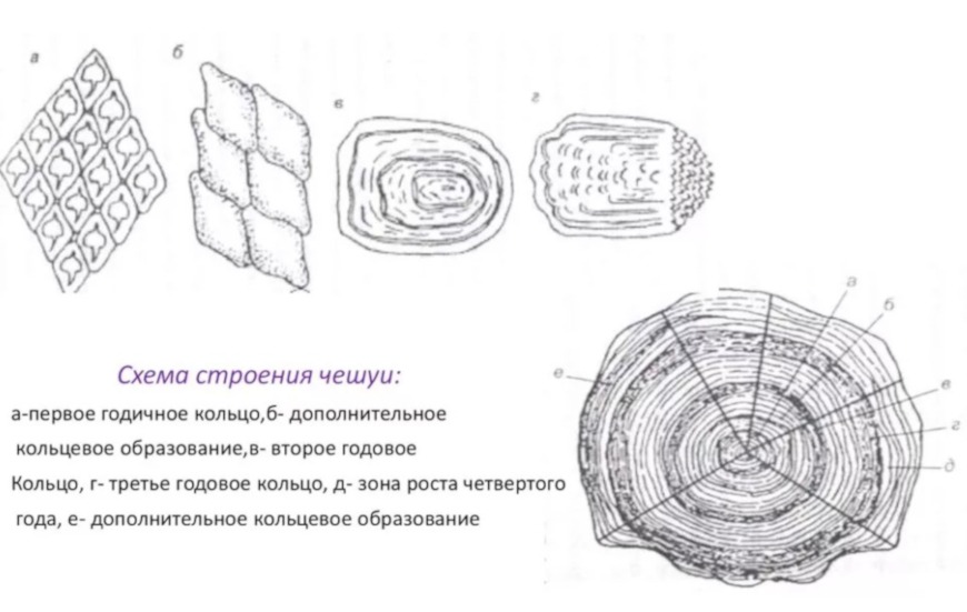 схема строения чешуи рыбы