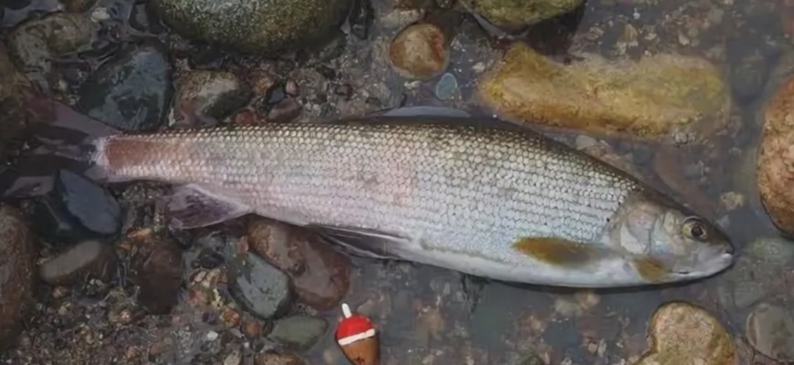сибирский хариус одна из экологических форм