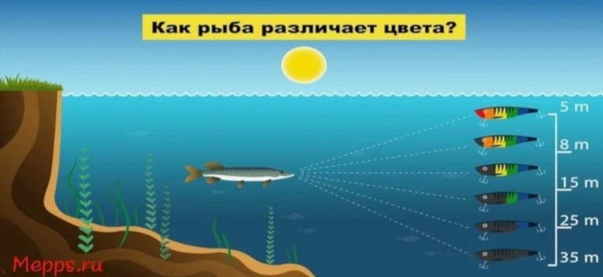 щуки видит приманку по контрастности ее на фоне воды