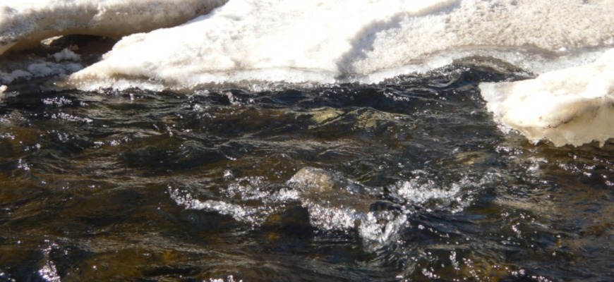 Устье ручья весной — тёплая вода привлекает плотву после ледохода